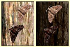 Charles Darwin/Peppered Moths